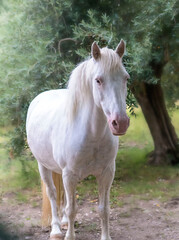 Obraz premium white horse in the field