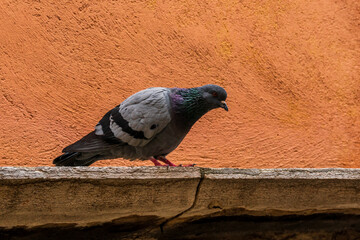 pigeon on the wall