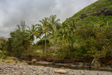 Fototapeta premium cloudy day in Hawaii USA Hill with Row of Palm Trees. Gray sky 