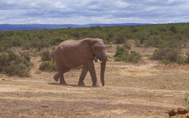 Fototapeta premium Elefanten im Naturreservat im National Park Südafrika
