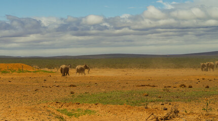 Naklejka na ściany i meble Elefanten im Naturreservat im National Park Südafrika