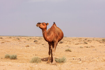 Camels resting in the desert on the sand