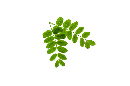 Small branch of acacia with fresh leaves isolated on white background.