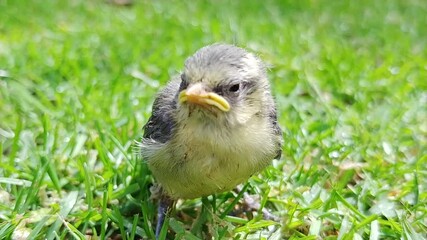 A fledgling Eurasian Blue Tit (Cyanistes caeruleus) on a lawn