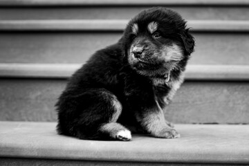 Tibetan pup sitting on a staircase outside. Black and white photography.