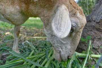 Sheep eating grass
