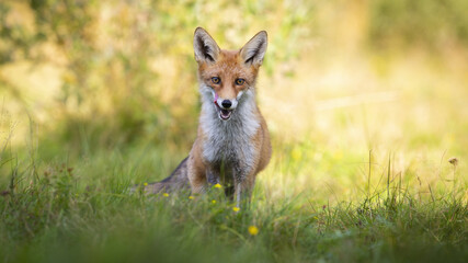 Interested red fox, vulpes vulpes, on meadow in summer at sunrise from front view . Furry mammal listening and looking in green grass with copy space.