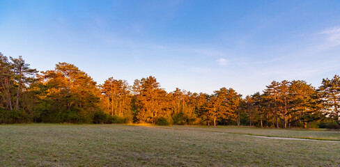 Pine trees with the sunrise coming up against a blue sky background on the edge of a glade.