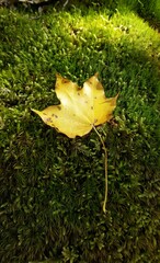 yellow leaf on green moss 