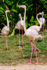 Flamingos birds standing and find food in the lake on summer.