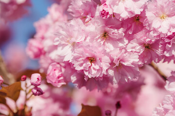 pink cherry blossom close up.