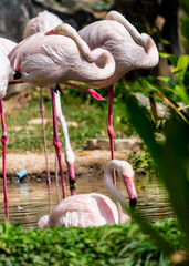 Flamingos birds standing and find food in the lake on summer.