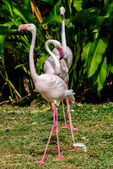 Flamingos birds standing and find food in the lake on summer.