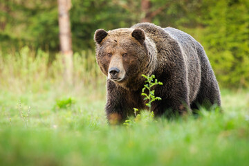 Obraz na płótnie Canvas Surprised brown bear, ursus arctos, male coming closer on green glade in summer nature. Shocked male predator with long fur and large head facing camera.