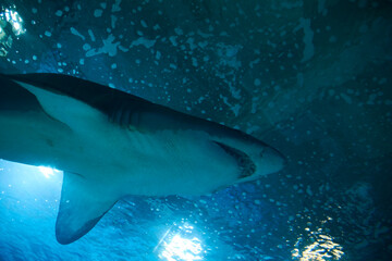 Great lone shark in the ocean