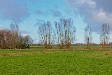 Meadow with barre willow trees in Oude Kale nature reserve in the Flemish countyside