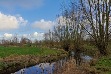 Fototapeta na wymiar Creek with bare willow trees in OudeKale nature reserve, Ghent, Flanders, Belgium