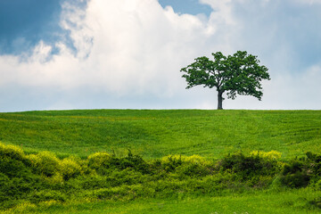 A tree stands alone in the Tuscan countryside