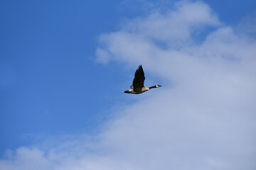 Obraz premium Canadian Goose in Flight Against a Blue Sky