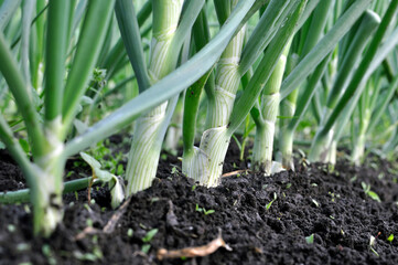 Obraz premium close-up of growing green onion in the vegetable garden
