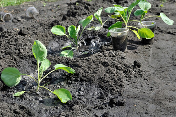  row of the freshly planted cabbage seedlings in the vegetable garden, selective focus 
