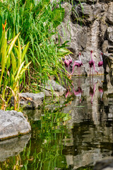 Fototapeta na wymiar Flamingos birds standing and find food in the lake on summer.