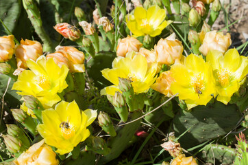 Fototapeta na wymiar Cactus opuntia or commonly called prickly pear with yellow flowers
