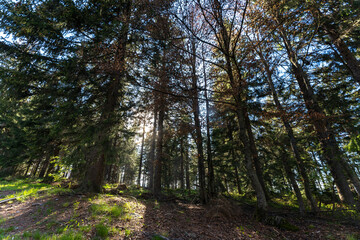 Fototapeta na wymiar Wald mit Sonne im Bayerischen Wald