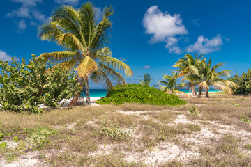 palm trees on the white beach in the Caribbean, Anguilla island of the Antilles