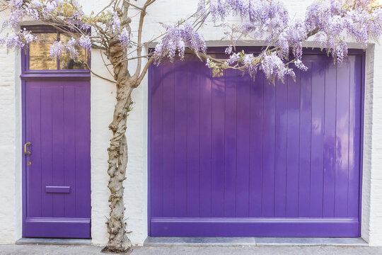 An entryway framed with wisteria is painted purple to complement the blooms
