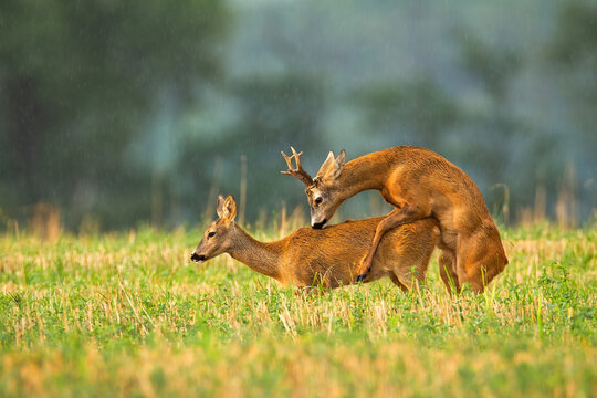 Fototapeta roe deer, capreolus capreolus, buck and doe mating in rutting season on a stubble field. Pair of male and female animal copulating. Courtship of wild mammals from side view.