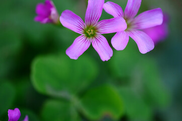 Fototapeta premium Natural lighting, low exposure of clovers in the grass. Fresh green clovers and purple flowers. Beautiful contrasting colors and lush flowers in a meadow in Puerto Rico. 