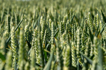 Green wheat field, close up.