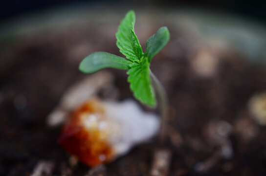 Macro photography of a cannabis seedling. Fresh medical marijuana seedling growing in soil Organic hemp farming, baby cannabis plant. Soft focus of seedling growing.