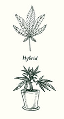 Hybrid cannabis leaf isolated and Marijuana plant growing in pot, outline simple doodle drawing, gravure style