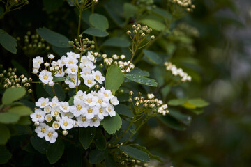 Bird cherry tree branch blossom on green leaves background, selective focus