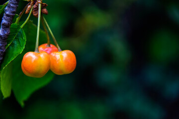 Ripe pink cherries hanging from cherry tree branch. Harvest sweet cherries on tree. Blurred dark background. Close-up. Selective focus.