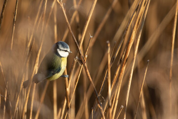 Blue Tit on Reeds