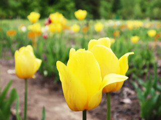 Two yellow tulips in the garden. Love and family concept.