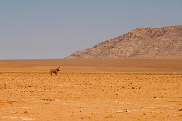 Fototapeta na wymiar mountain zebra in Namibia