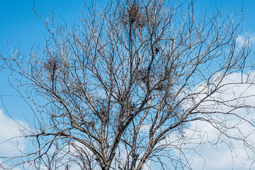 Dead tree with blue sky background
