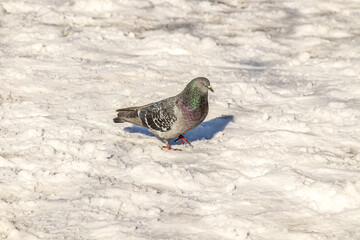 Pigeons in nature in the snow