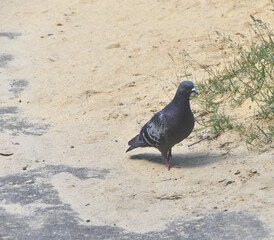 A curious dove in a clearing among sand and greenery
