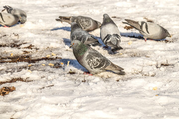 Pigeons in nature in the snow