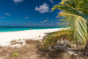 palm trees on the white beach in the Caribbean, Anguilla island of the Antilles