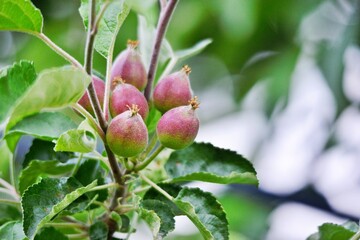 Young apples growing in a tree.