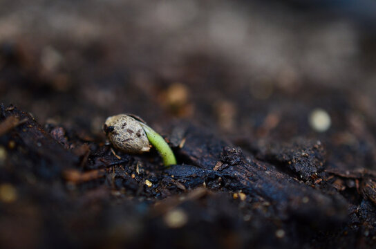 Macro photography of a cannabis seedling emerging from the ground, Medical marijuana seedling growing, germinating seed. Soft focus of seed emerging from soil. Organic hemp seed growing. 