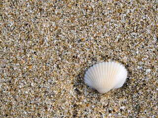 White shell on the sand beach, Background texture