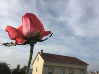 Rosa