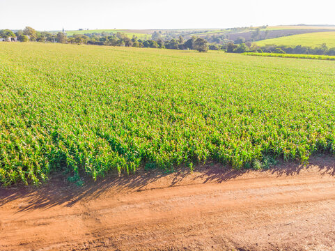 Aerial image of corn plantation in Brazil